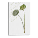 Flor De Botánica V - Melissa Wang | Cuadro decorativo de Canvas Lab