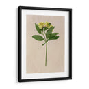 Flores Bastante Prensadas Ii - Melissa Wang | Cuadro decorativo de Canvas Lab