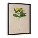 Flores Bastante Prensadas Ii - Melissa Wang | Cuadro decorativo de Canvas Lab