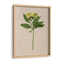 Flores Bastante Prensadas Ii - Melissa Wang | Cuadro decorativo de Canvas Lab