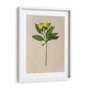 Flores Bastante Prensadas Ii - Melissa Wang | Cuadro decorativo de Canvas Lab