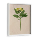 Flores Bastante Prensadas Ii - Melissa Wang | Cuadro decorativo de Canvas Lab