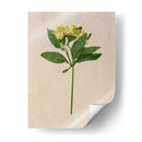 Flores Bastante Prensadas Ii - Melissa Wang | Cuadro decorativo de Canvas Lab