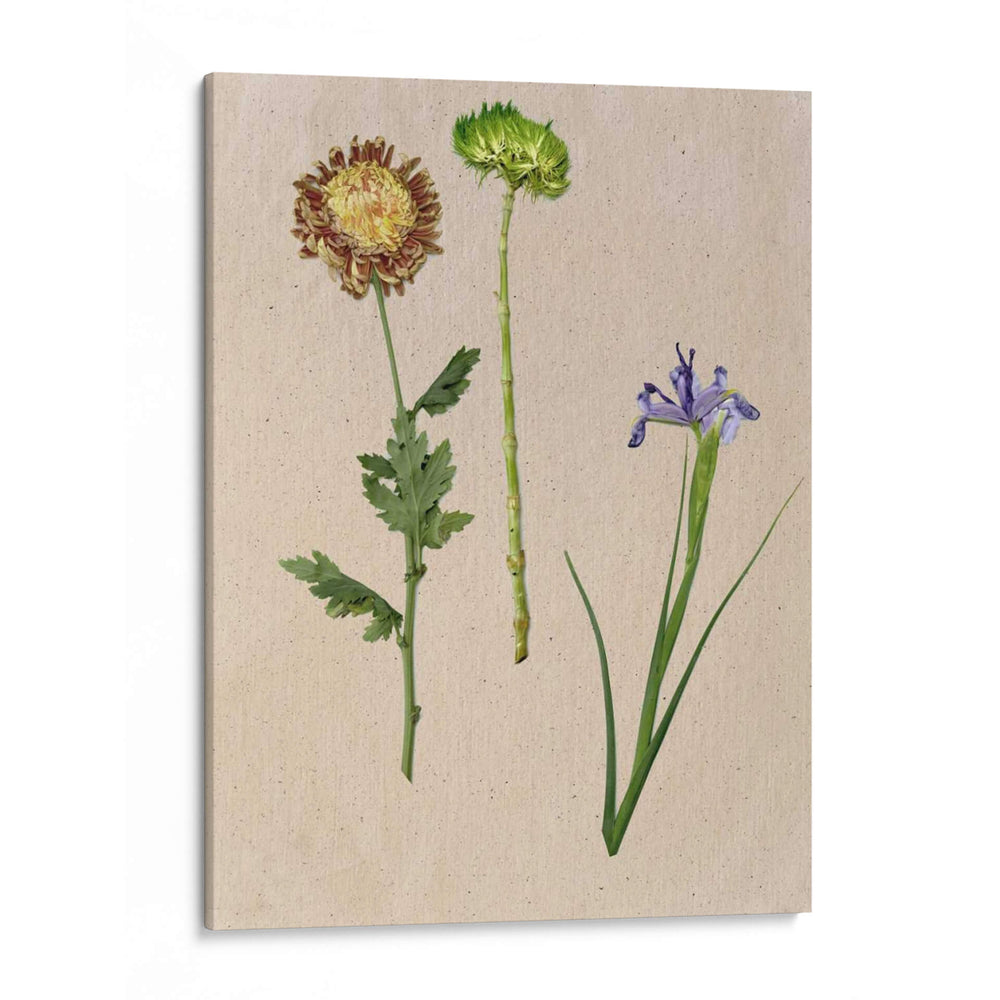 Flores Bastante Prensadas Iii - Melissa Wang | Cuadro decorativo de Canvas Lab