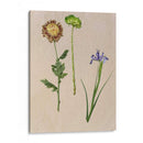 Flores Bastante Prensadas Iii - Melissa Wang | Cuadro decorativo de Canvas Lab