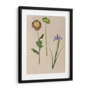 Flores Bastante Prensadas Iii - Melissa Wang | Cuadro decorativo de Canvas Lab