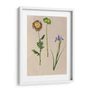 Flores Bastante Prensadas Iii - Melissa Wang | Cuadro decorativo de Canvas Lab