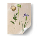 Flores Bastante Prensadas Iii - Melissa Wang | Cuadro decorativo de Canvas Lab