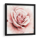 Rosa Rosa I - Grace Popp | Cuadro decorativo de Canvas Lab