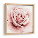 Rosa Rosa I - Grace Popp | Cuadro decorativo de Canvas Lab