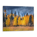 A Través De Los Árboles Amarillos I - David Drost | Cuadro decorativo de Canvas Lab