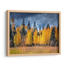 A Través De Los Árboles Amarillos I - David Drost | Cuadro decorativo de Canvas Lab