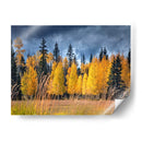 A Través De Los Árboles Amarillos I - David Drost | Cuadro decorativo de Canvas Lab