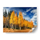 A Través De Los Árboles Amarillos Ii - David Drost | Cuadro decorativo de Canvas Lab