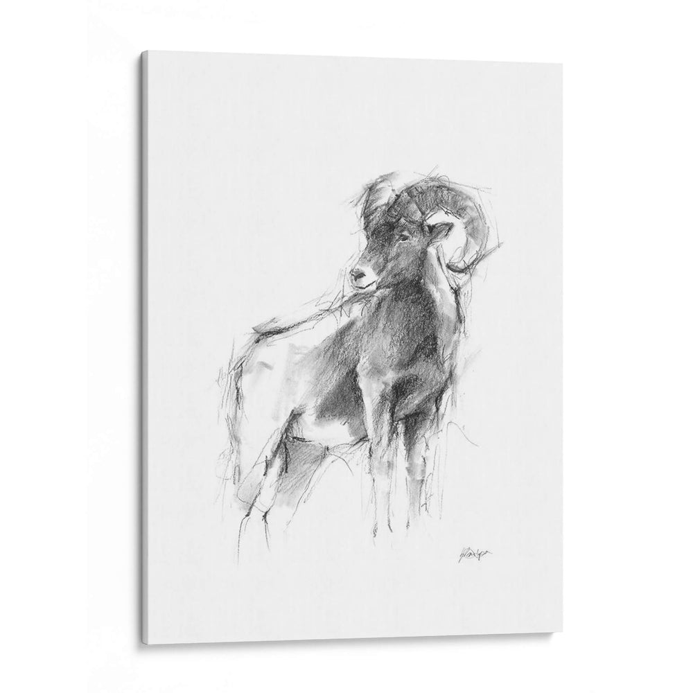 Bosquejo De Animales Occidentales Iii - Ethan Harper | Cuadro decorativo de Canvas Lab