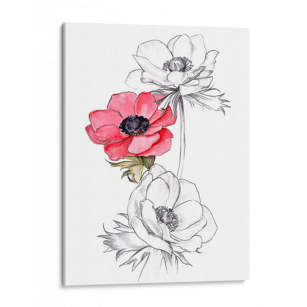 Anemona Por Número Ii - Jennifer Paxton Parker | Cuadro decorativo de Canvas Lab