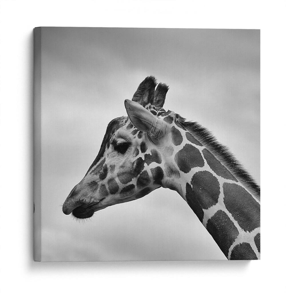 Jirafa en blanco y negro | Cuadro decorativo de Canvas Lab