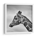 Jirafa en blanco y negro | Cuadro decorativo de Canvas Lab