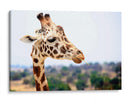 Jirafa observando | Cuadro decorativo de Canvas Lab