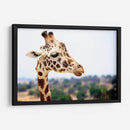 Jirafa observando | Cuadro decorativo de Canvas Lab