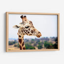Jirafa observando | Cuadro decorativo de Canvas Lab