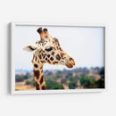 Jirafa observando | Cuadro decorativo de Canvas Lab