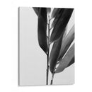 Bandw Bamboo Ii - Renee W. Stramel | Cuadro decorativo de Canvas Lab