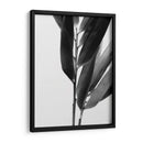 Bandw Bamboo Ii - Renee W. Stramel | Cuadro decorativo de Canvas Lab