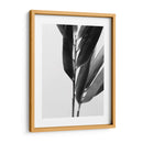 Bandw Bamboo Ii - Renee W. Stramel | Cuadro decorativo de Canvas Lab