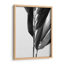 Bandw Bamboo Ii - Renee W. Stramel | Cuadro decorativo de Canvas Lab