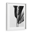 Bandw Bamboo Ii - Renee W. Stramel | Cuadro decorativo de Canvas Lab