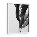 Bandw Bamboo Ii - Renee W. Stramel | Cuadro decorativo de Canvas Lab