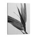 Bandw Bamboo Iii - Renee W. Stramel | Cuadro decorativo de Canvas Lab