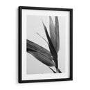 Bandw Bamboo Iii - Renee W. Stramel | Cuadro decorativo de Canvas Lab