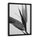 Bandw Bamboo Iii - Renee W. Stramel | Cuadro decorativo de Canvas Lab