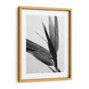 Bandw Bamboo Iii - Renee W. Stramel | Cuadro decorativo de Canvas Lab