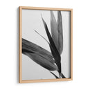Bandw Bamboo Iii - Renee W. Stramel | Cuadro decorativo de Canvas Lab