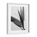 Bandw Bamboo Iii - Renee W. Stramel | Cuadro decorativo de Canvas Lab