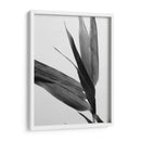 Bandw Bamboo Iii - Renee W. Stramel | Cuadro decorativo de Canvas Lab