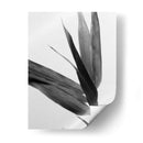 Bandw Bamboo Iii - Renee W. Stramel | Cuadro decorativo de Canvas Lab