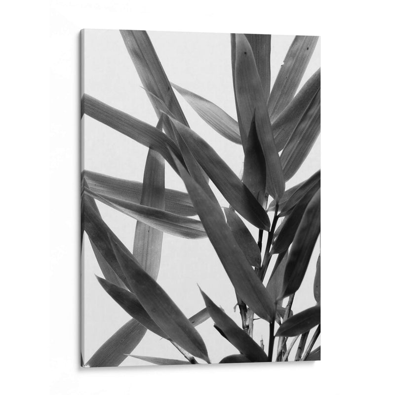 Bandw Bamboo Iv - Renee W. Stramel | Cuadro decorativo de Canvas Lab