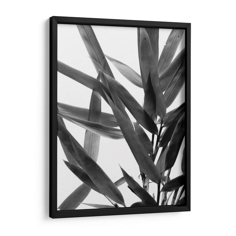 Bandw Bamboo Iv - Renee W. Stramel | Cuadro decorativo de Canvas Lab