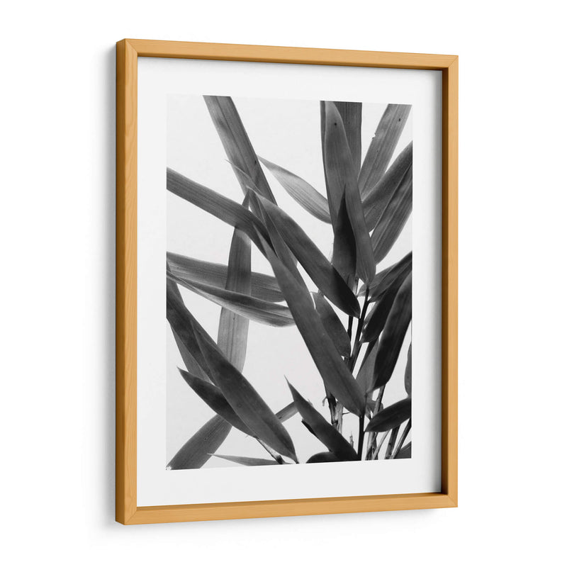 Bandw Bamboo Iv - Renee W. Stramel | Cuadro decorativo de Canvas Lab