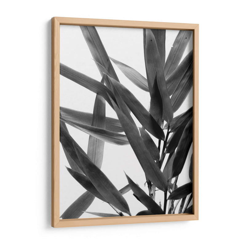 Bandw Bamboo Iv - Renee W. Stramel | Cuadro decorativo de Canvas Lab