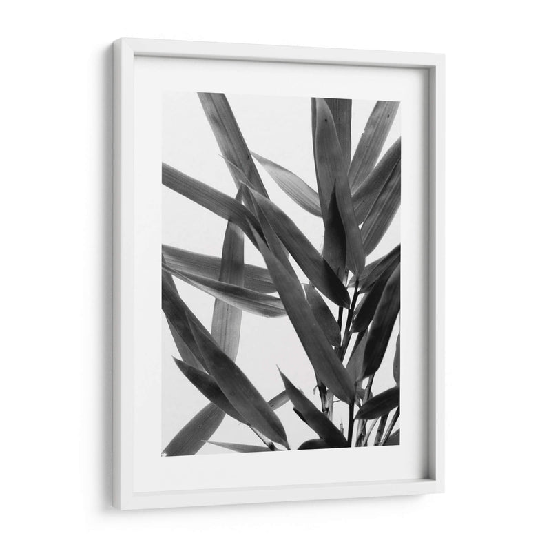 Bandw Bamboo Iv - Renee W. Stramel | Cuadro decorativo de Canvas Lab