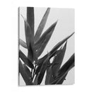 Bandw Bamboo V - Renee W. Stramel | Cuadro decorativo de Canvas Lab