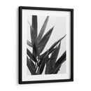 Bandw Bamboo V - Renee W. Stramel | Cuadro decorativo de Canvas Lab