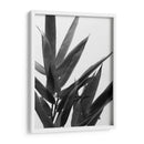 Bandw Bamboo V - Renee W. Stramel | Cuadro decorativo de Canvas Lab