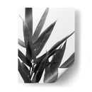 Bandw Bamboo V - Renee W. Stramel | Cuadro decorativo de Canvas Lab
