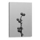 Liriope I - Renee W. Stramel | Cuadro decorativo de Canvas Lab